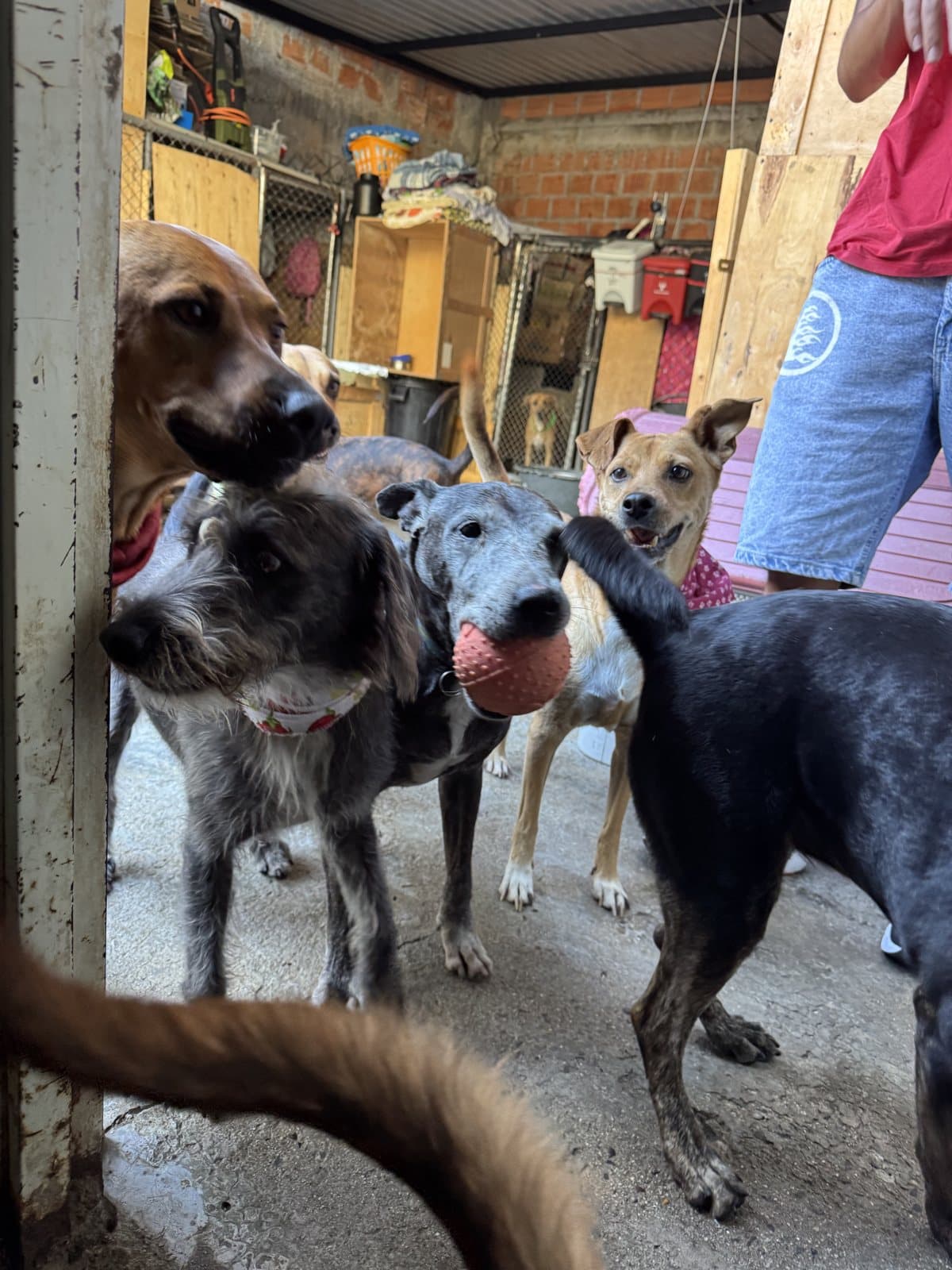 Rescate y cuidado animal — propósito TuTicket